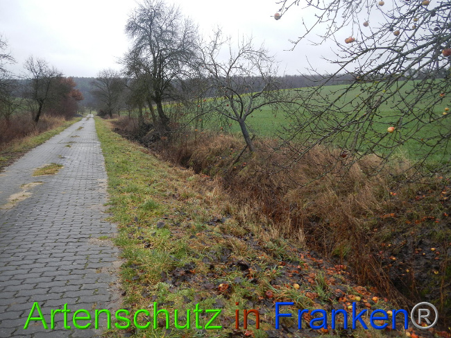 © Artenschutz in Franken® Bild zum Eintrag (1003641-160)