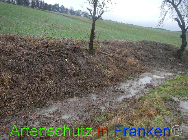 © Artenschutz in Franken® Bild zum Eintrag (1003645-160)