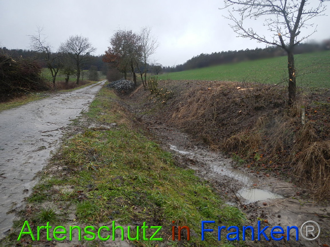© Artenschutz in Franken® Bild zum Eintrag (1003646-160)