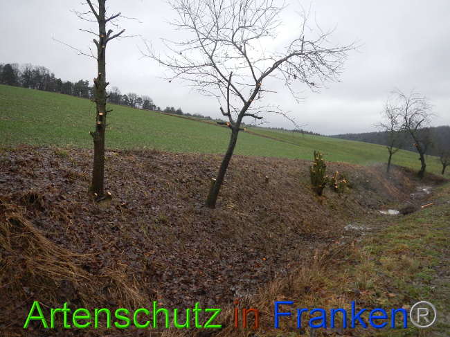 © Artenschutz in Franken® Bild zum Eintrag (1003648-160)