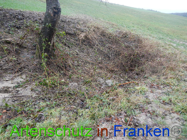 © Artenschutz in Franken® Bild zum Eintrag (1003649-160)