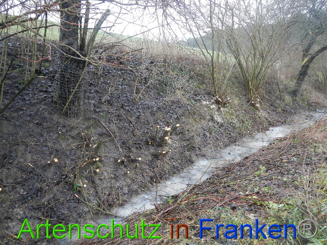 © Artenschutz in Franken® Bild zum Eintrag (1003650-160)