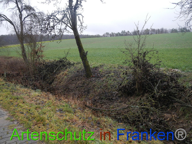 © Artenschutz in Franken® Bild zum Eintrag (1003653-160)