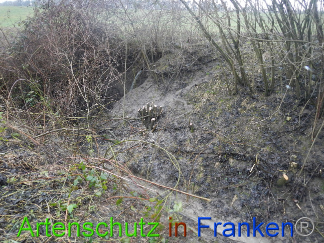 © Artenschutz in Franken® Bild zum Eintrag (1003655-160)
