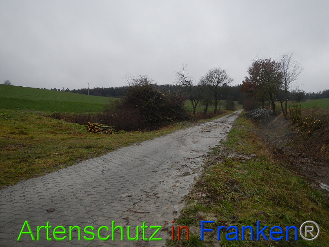 © Artenschutz in Franken® Bild zum Eintrag (1003656-160)