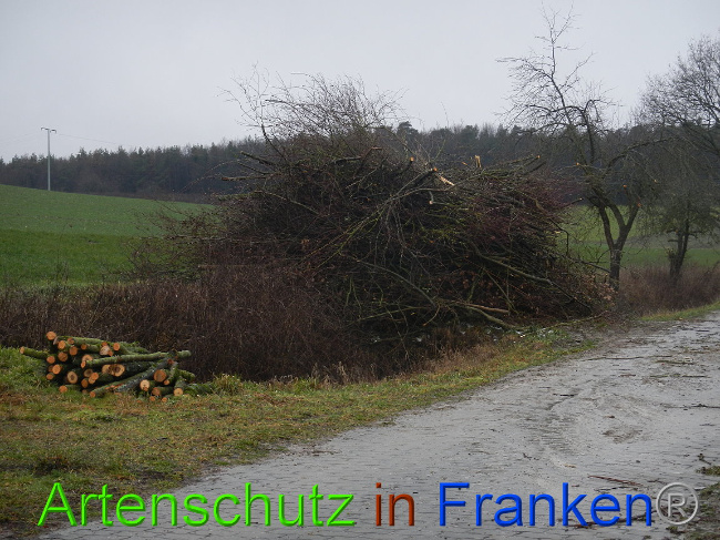 © Artenschutz in Franken® Bild zum Eintrag (1003658-160)