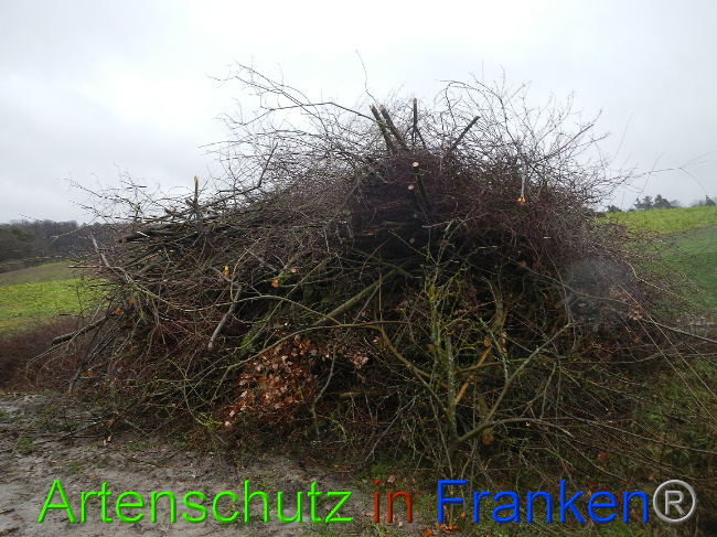 © Artenschutz in Franken® Bild zum Eintrag (1003660-160)