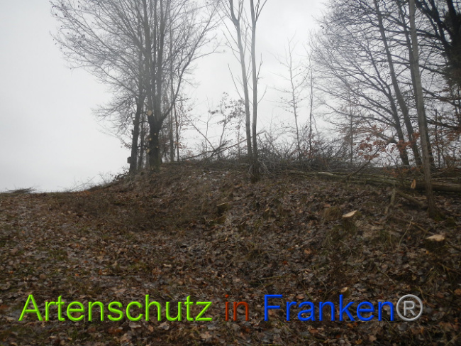 Bild zum Eintrag (1003676-160)