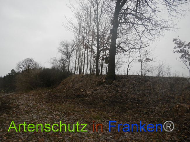 Bild zum Eintrag (1003677-160)