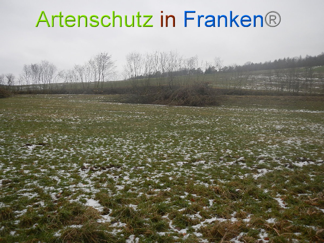 Bild zum Eintrag (1003683-160)