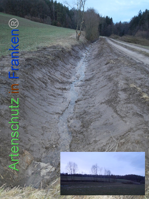© Artenschutz in Franken® Bild zum Eintrag (1003702-160)