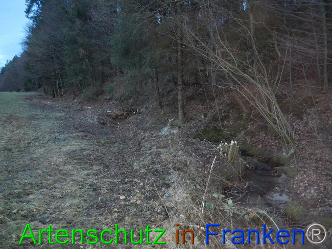 © Artenschutz in Franken® Bild zum Eintrag (1003704-160)
