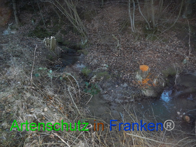 © Artenschutz in Franken® Bild zum Eintrag (1003706-160)