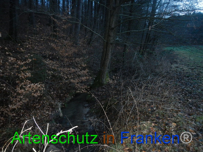 © Artenschutz in Franken® Bild zum Eintrag (1003708-160)