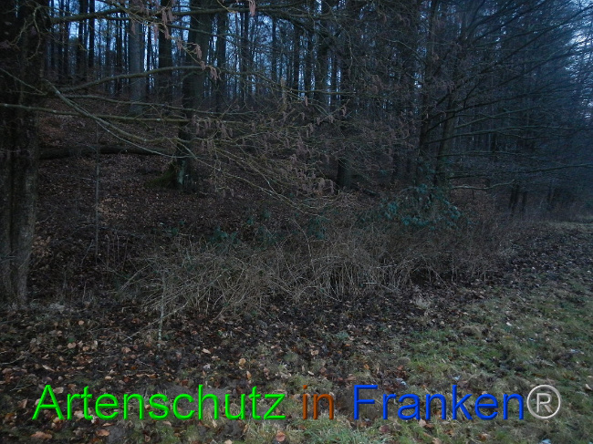 © Artenschutz in Franken® Bild zum Eintrag (1003710-160)