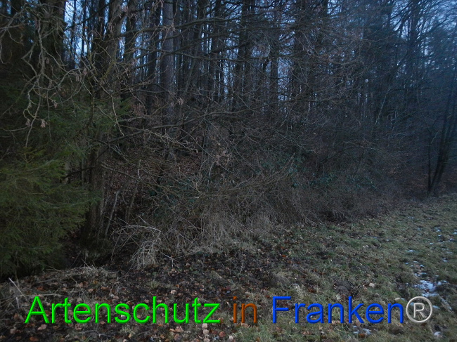 © Artenschutz in Franken® Bild zum Eintrag (1003711-160)