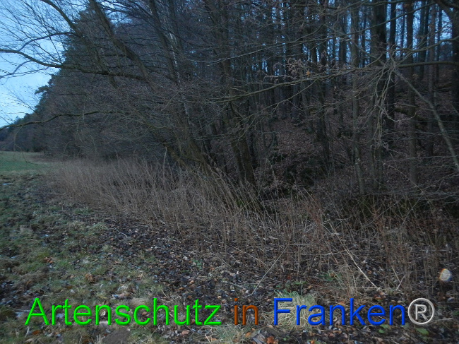 © Artenschutz in Franken® Bild zum Eintrag (1003713-160)
