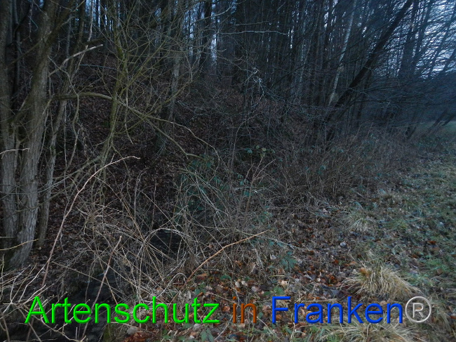 © Artenschutz in Franken® Bild zum Eintrag (1003715-160)