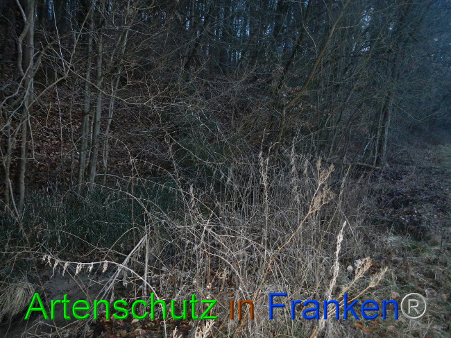 © Artenschutz in Franken® Bild zum Eintrag (1003717-160)