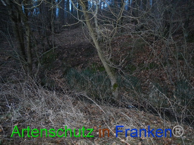 © Artenschutz in Franken® Bild zum Eintrag (1003719-160)