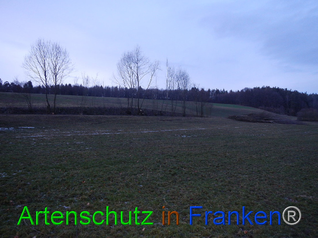 © Artenschutz in Franken® Bild zum Eintrag (1003723-160)