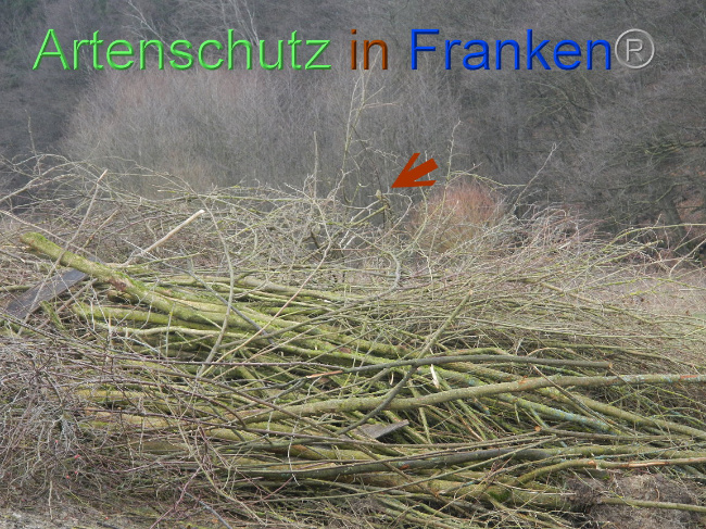 © Artenschutz in Franken® Bild zum Eintrag (1003807-160)