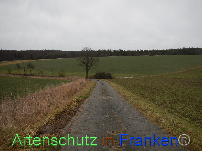© Artenschutz in Franken® Bild zum Eintrag (1003812-160)