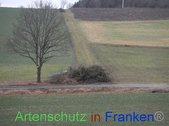 © Artenschutz in Franken® Bild zum Eintrag (1003813-160)