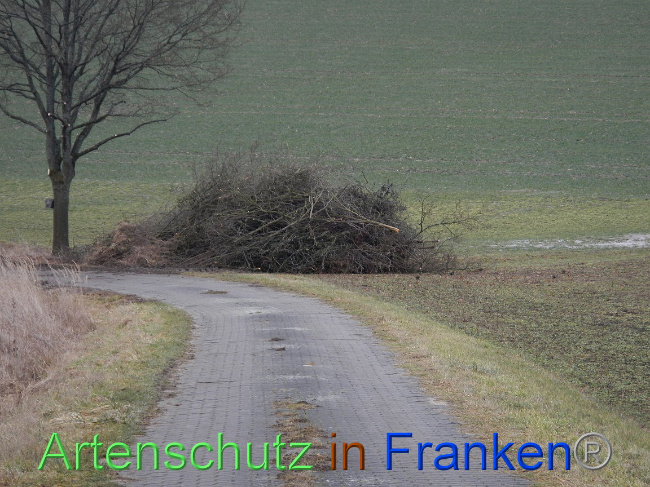 © Artenschutz in Franken® Bild zum Eintrag (1003814-160)