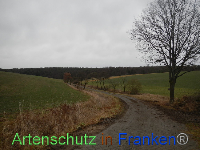 © Artenschutz in Franken® Bild zum Eintrag (1003817-160)