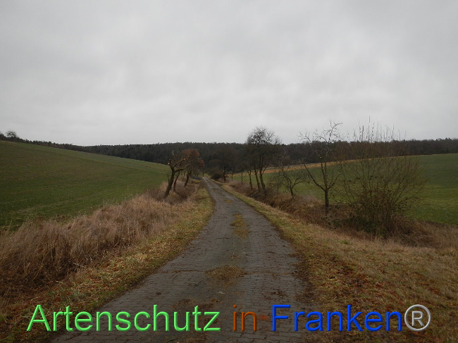 © Artenschutz in Franken® Bild zum Eintrag (1003819-160)