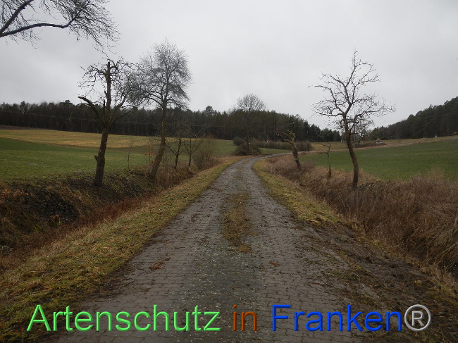 © Artenschutz in Franken® Bild zum Eintrag (1003821-160)