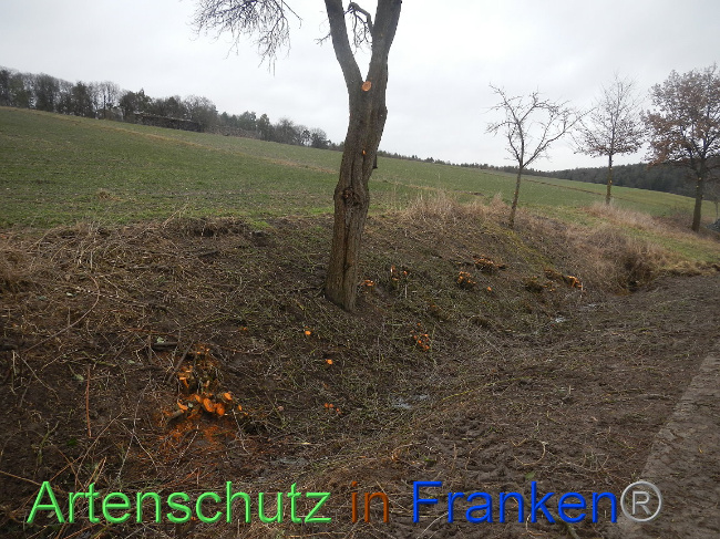 © Artenschutz in Franken® Bild zum Eintrag (1003825-160)