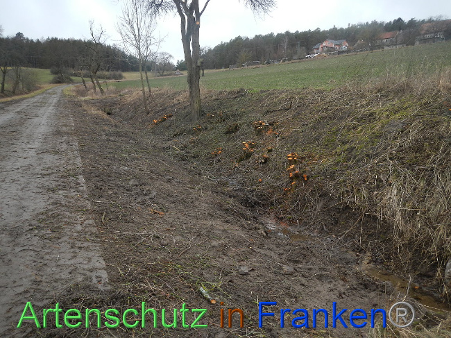 © Artenschutz in Franken® Bild zum Eintrag (1003827-160)