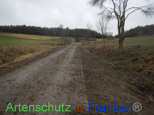 © Artenschutz in Franken® Bild zum Eintrag (1003829-160)