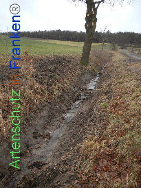 © Artenschutz in Franken® Bild zum Eintrag (1003833-160)