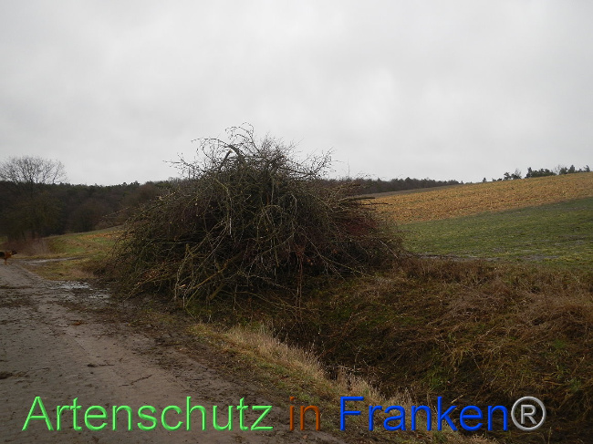 © Artenschutz in Franken® Bild zum Eintrag (1003837-160)