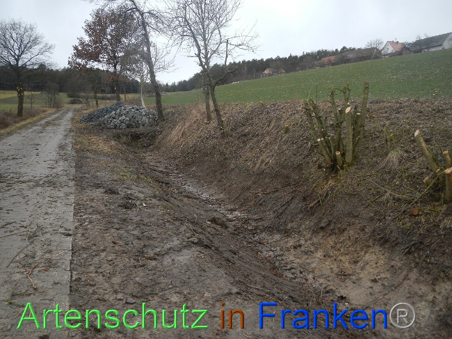© Artenschutz in Franken® Bild zum Eintrag (1003839-160)