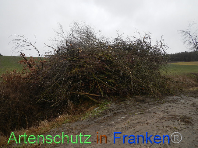 © Artenschutz in Franken® Bild zum Eintrag (1003841-160)