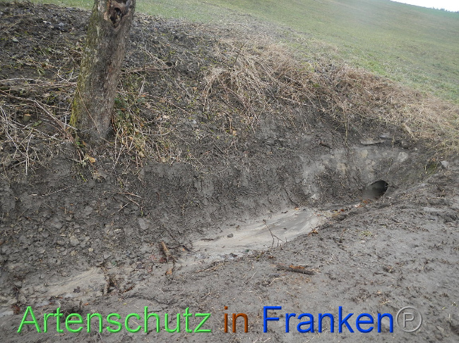 © Artenschutz in Franken® Bild zum Eintrag (1003843-160)