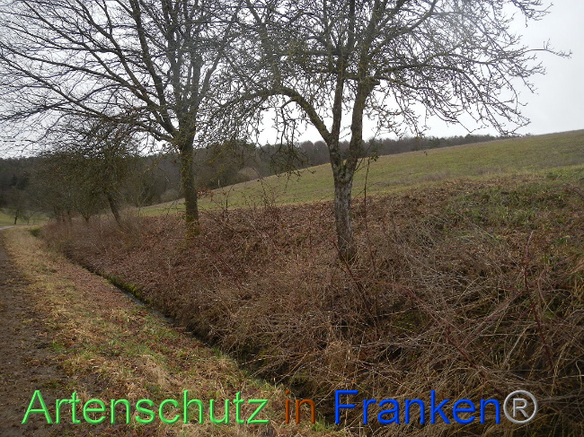 Bild zum Eintrag (1003847-160)