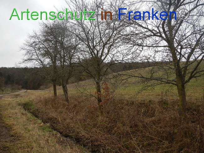© Artenschutz in Franken® Bild zum Eintrag (1003849-160)