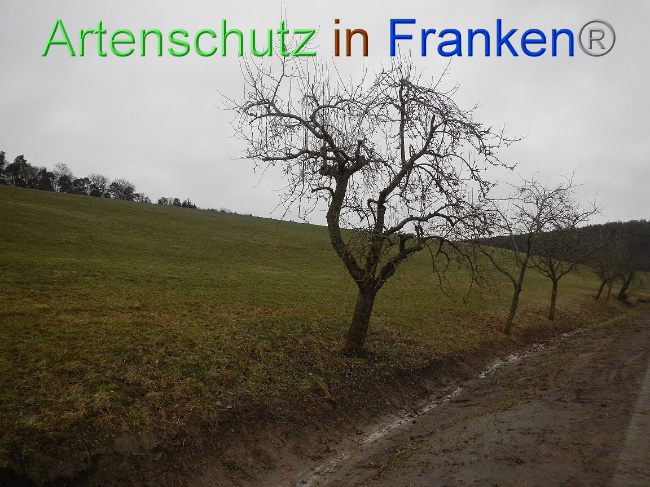 © Artenschutz in Franken® Bild zum Eintrag (1003851-160)
