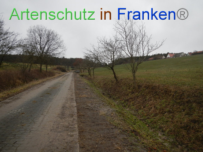 © Artenschutz in Franken® Bild zum Eintrag (1003855-160)