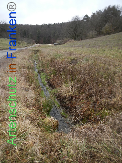 © Artenschutz in Franken® Bild zum Eintrag (1003861-160)