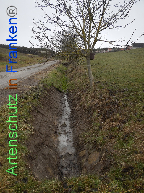 © Artenschutz in Franken® Bild zum Eintrag (1003864-160)