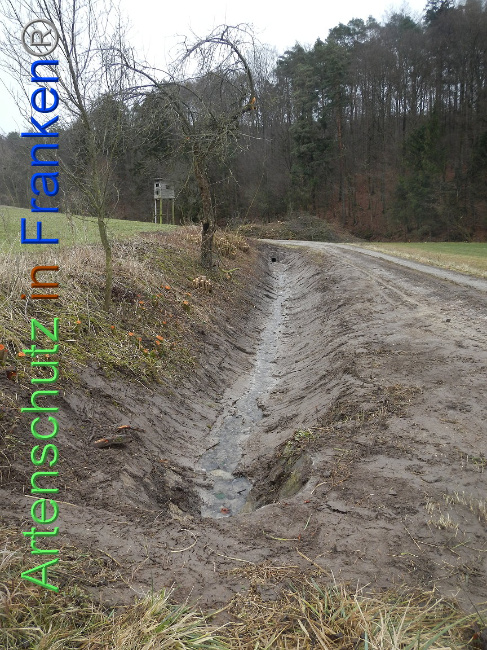 © Artenschutz in Franken® Bild zum Eintrag (1003870-160)