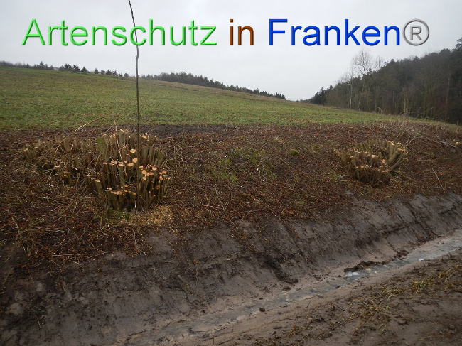 © Artenschutz in Franken® Bild zum Eintrag (1003872-160)