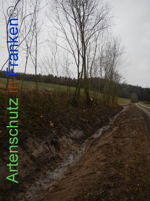© Artenschutz in Franken® Bild zum Eintrag (1003882-160)