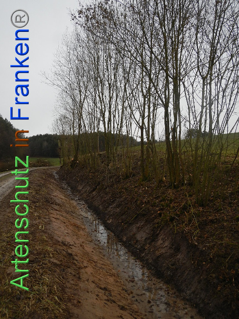 © Artenschutz in Franken® Bild zum Eintrag (1003884-160)